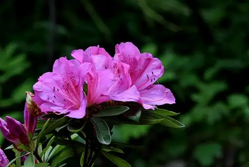 淮北四月的红杜鹃