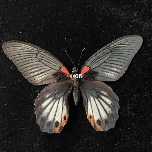 美凤蝶 雌