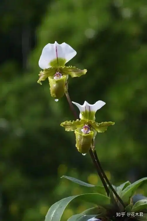 国家Ⅰ级濒危物种红旗兜兰的鉴赏辨识与保护现状