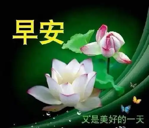 原创最漂亮的早安问候表情图片暖心的早安问候语动态图片