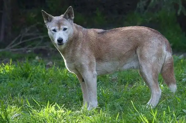 canis familiaris australasiae