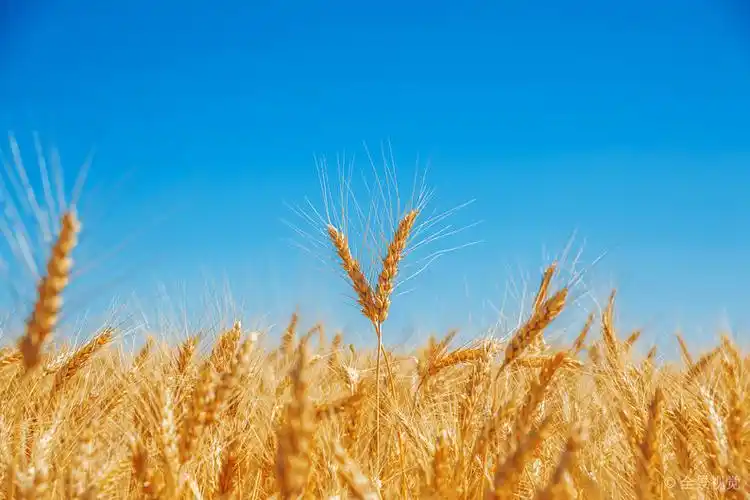 金色_麦田_上方_蓝天_图片大全—全景创意图库(quanjing.