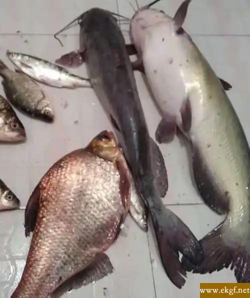 真是塘鳢鱼【《本草求原》】【又名】全帧鱼,暗钉鱼【《本草求原》】