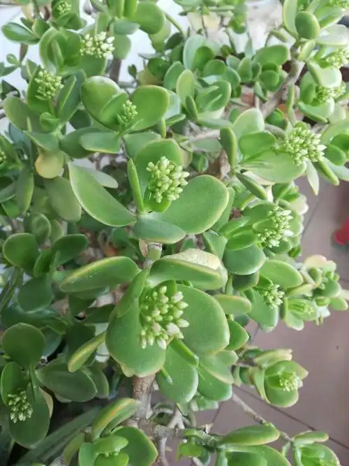 金钱树开花花香满屋