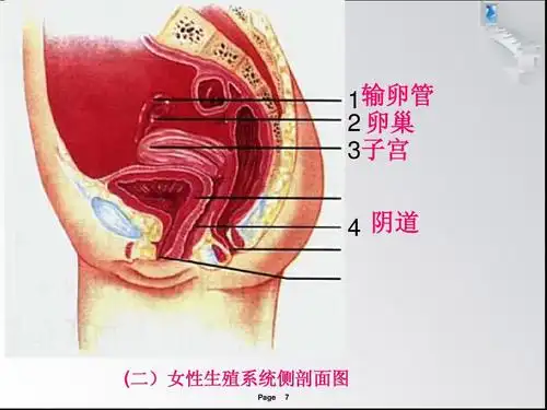 1婴儿的诞生 课件6(生物济南版八年级上册) 1输卵管   卵巢 3子宫