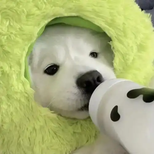 治愈系wechat动物头像