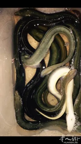 出售野生鳗鱼 联系0611166149