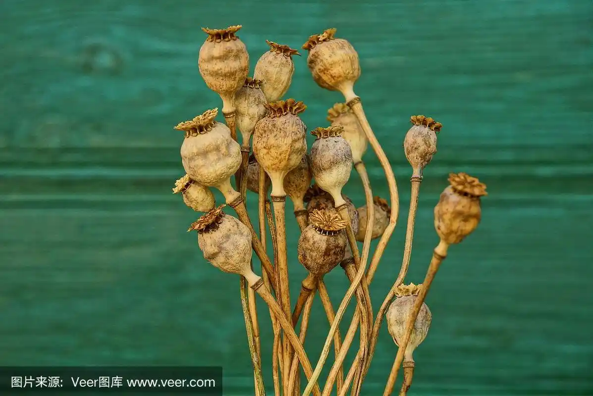 干棕色的罂粟花在绿色的墙壁上