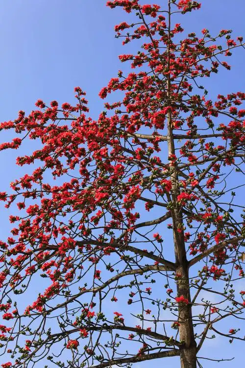蜜蜂呀鸟呀,也喜欢木棉花,含糖份高嘛.