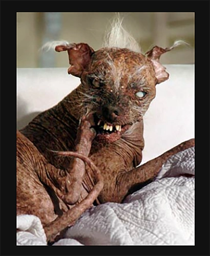 世界上最丑的动物