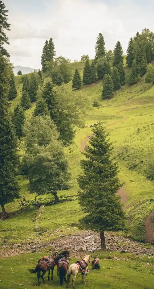 真实绿色大自然护眼壁纸-风景壁纸 - 壁纸之家