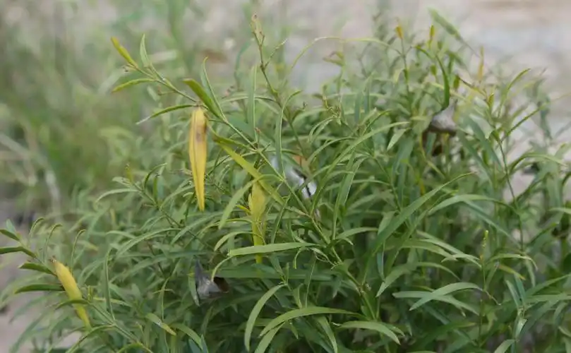 同仁堂白前250g空心白前鹅管白前代打白前粉无硫