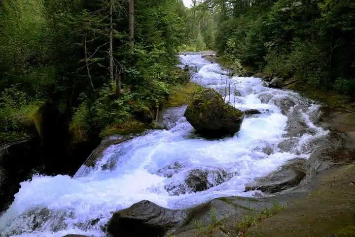 长白山的原始森林