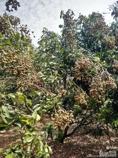 看,丰收的果园,硕果累累!