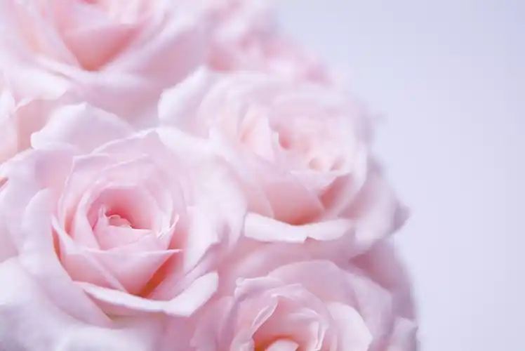 玫瑰花,鲜花特写,花卉,玫瑰,电脑壁纸,壁纸浪漫玫瑰