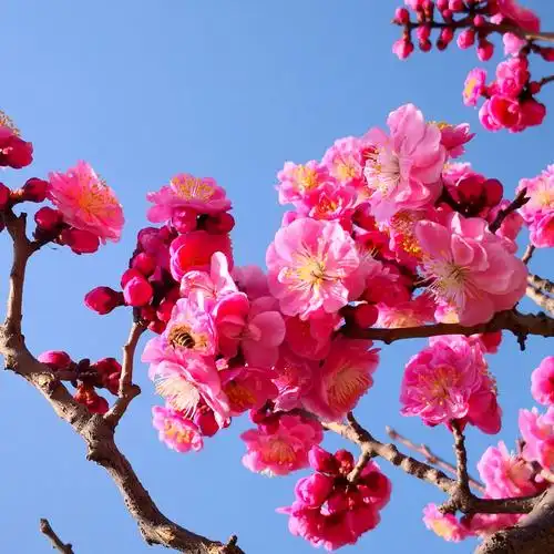 红梅花而开手机随拍新区植物园