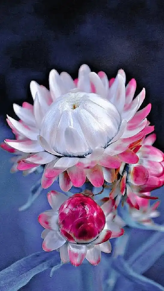 这些造型奇特的花草你们见过几个有的人一个都没见过吧