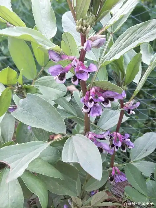 春天来了,花开了