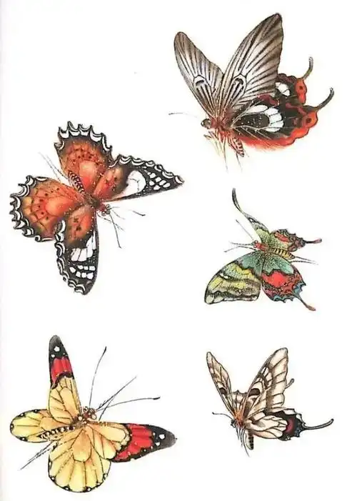一组蝴蝶工笔画白描素材,太美啦,记得收藏!
