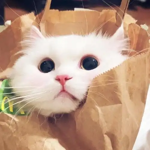 治愈系wechat动物头像