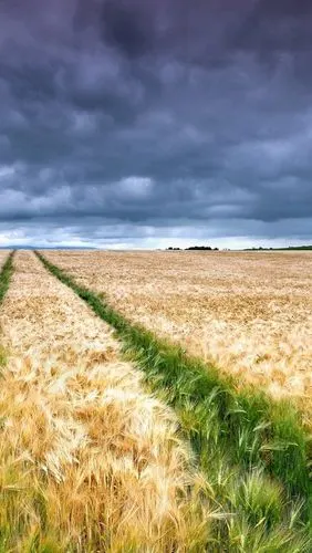 壁纸 麦田,黄绿色,云彩 1920x1200 hd 高清壁纸, 图片, 照片