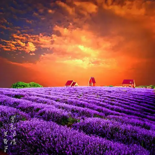 紫色浪漫薰衣草_微信头像风景图片_扣扣居