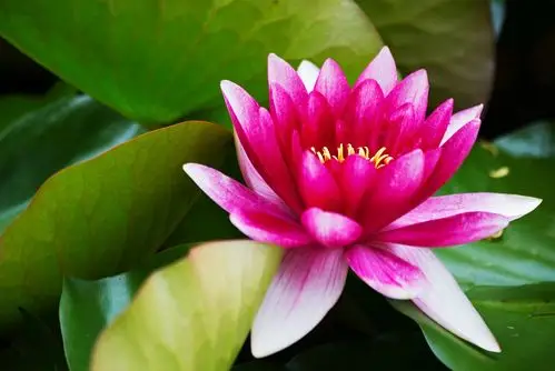 故,莲花成就了善良,圣洁,宽容,大度之美好.故,佛学说:"花开见佛性".