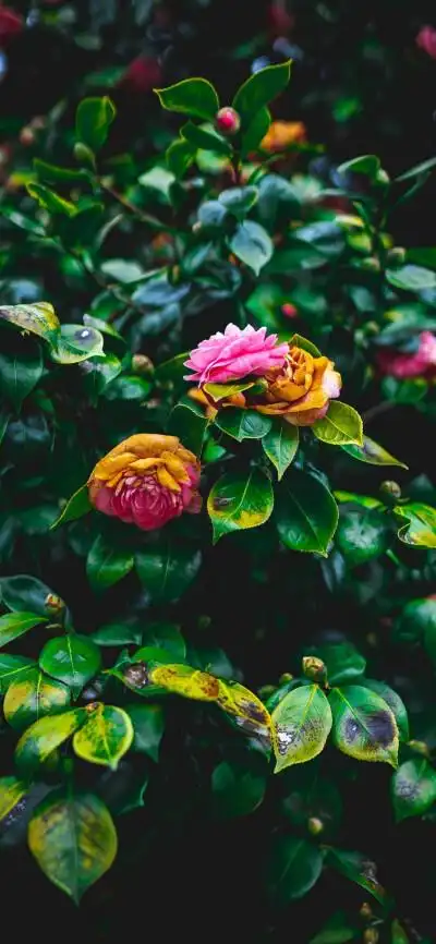 iphonex全屏壁纸 山茶花 一颗酸苹果