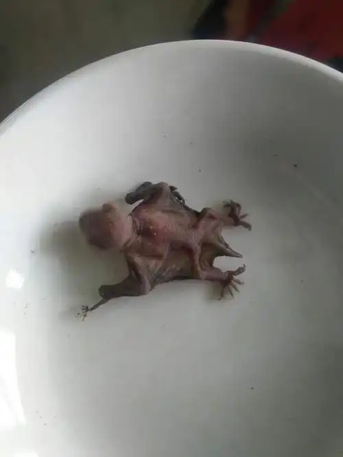 捡到一只刚出生的小蝙蝠