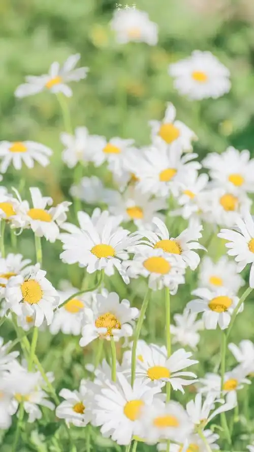 手机壁纸##锁屏壁纸