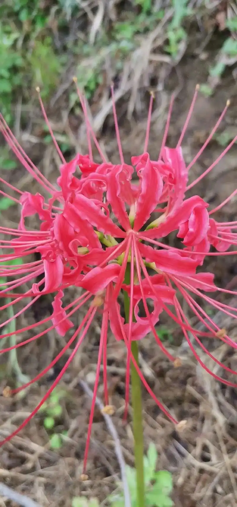 红色彼岸花,又名曼珠沙华,花确实好看,但寓意不好,它的花语是 - 抖音