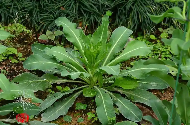 享誉流感界的板蓝根是也.