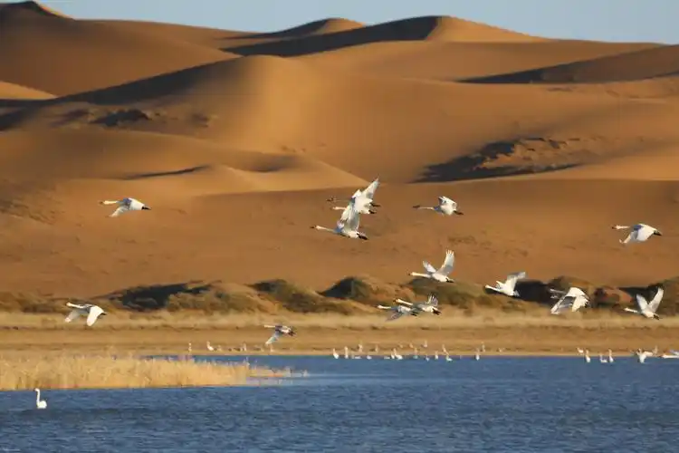 市阿拉善左旗腾格里开放时间8:00~19:00;腾格里沙漠天鹅湖湖面呈带状