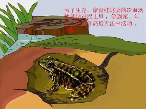 为了生存,像青蛙这类的冷血动 物就钻进泥土里 ,等到第二年 春天地温
