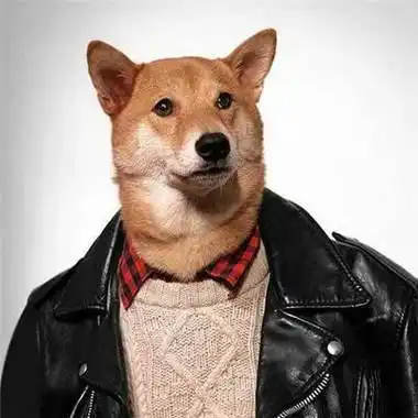 最近很火的狗头头像狗头图片大全萌萌的