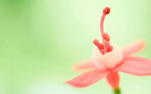 各种唯美的花草,高清图片,电脑桌面-壁纸族