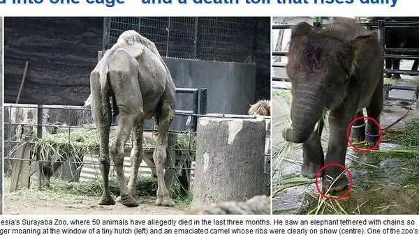 泗水悲歌 「世界最残酷动物园」 每一吋都是地狱