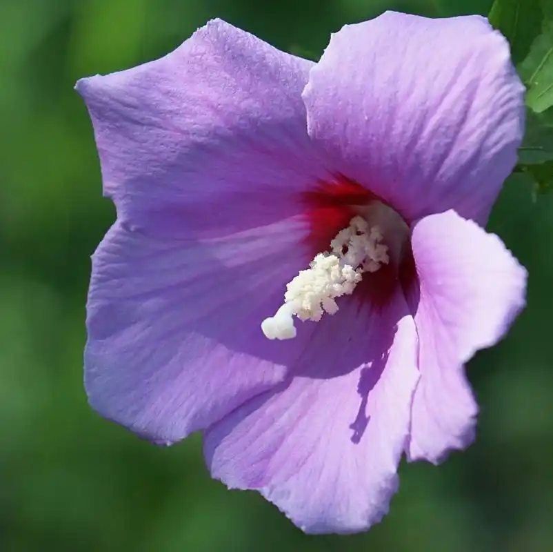 小木槿花 生长习性和养殖技巧  小木槿花,是一种清新脱俗的植物,因其