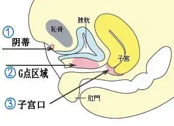 揭开:女性生理生殖器羞于启齿的秘密