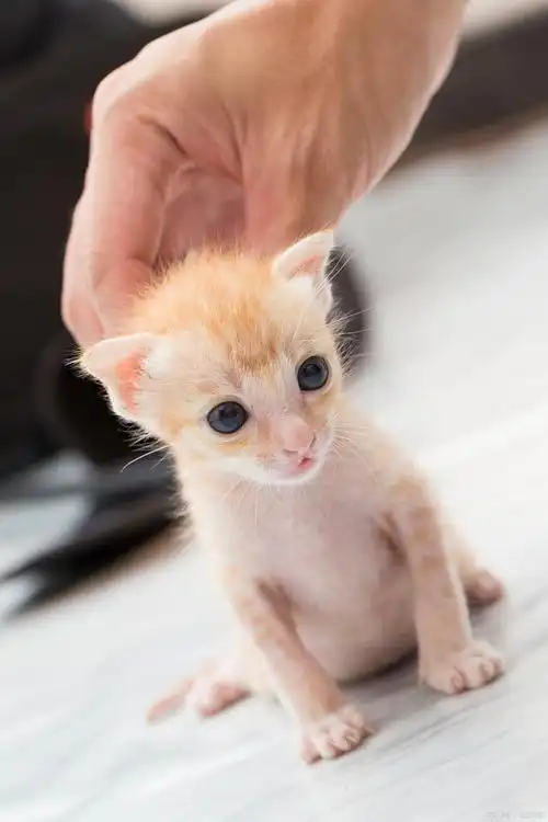 猫咪新生眼睛:几天后突然现?揭秘超萌眼神的诞生!