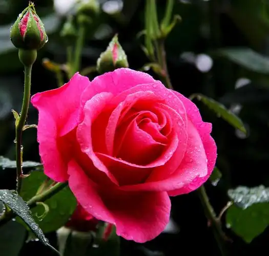 雨中的月季花分外娇艳!