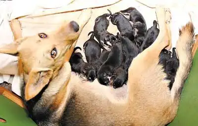 怀孕3个月的狼狗"毛毛"开始有了生产的反应,主人马上铺 上桌布围成一