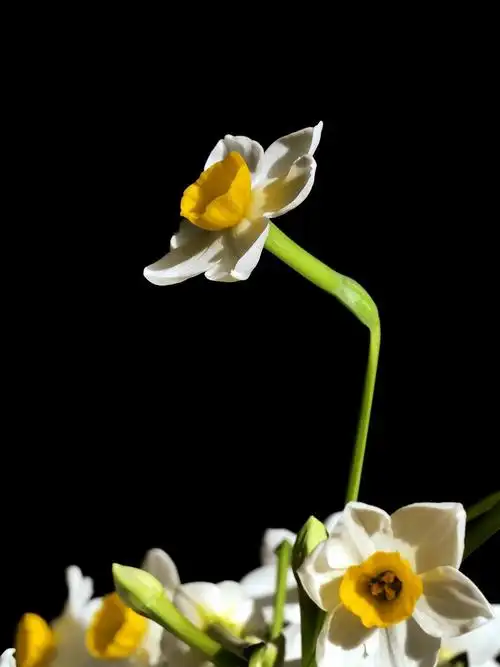 【水仙花】 第 7 幅查看大图曝光:1/1300 sec光圈:f7.