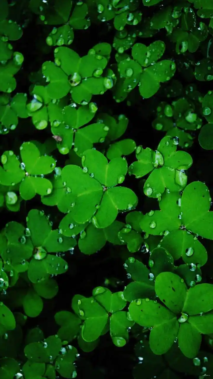 手机护眼壁纸分享