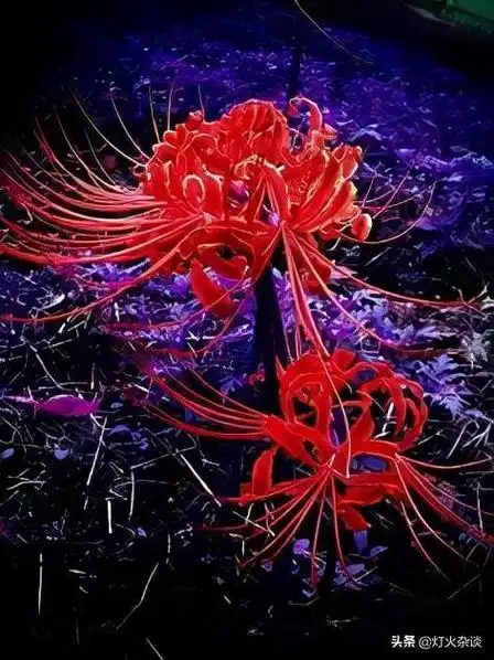 彼岸花,只能在对面遥遥相望,却终也无法相见,当人们来到黄泉奈何桥