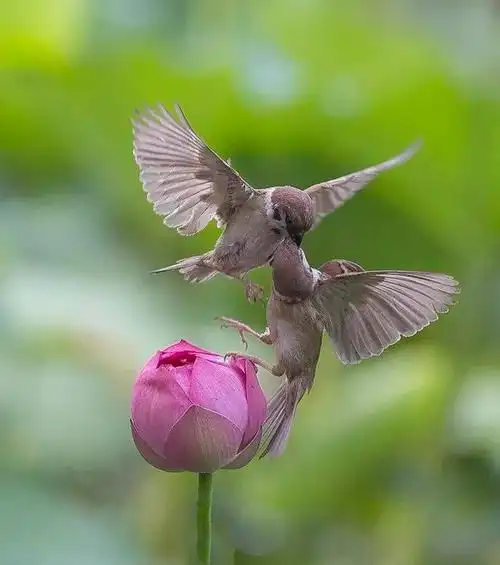 全国荷花获奖作品欣赏,雅致美丽,超凡脱俗