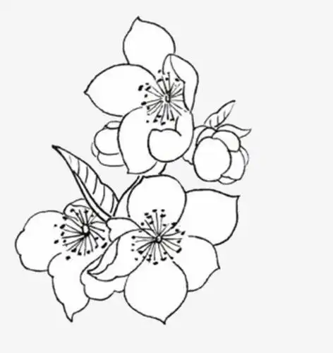 手绘杏花