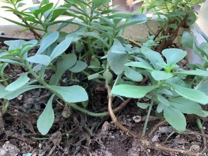 脚踝扭伤的克星土三七草