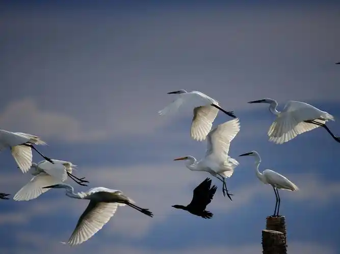 白羽飞鸟,飞行,天空 壁纸