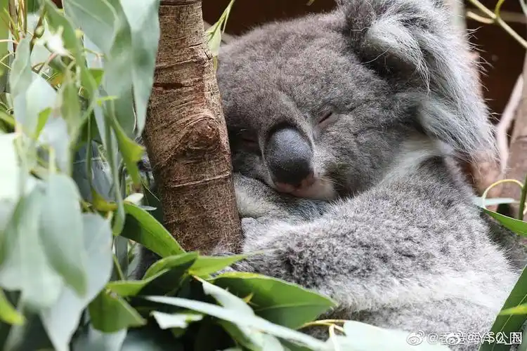 【漂】看考拉睡觉觉